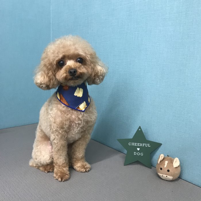 はるくくん（トイプードル）