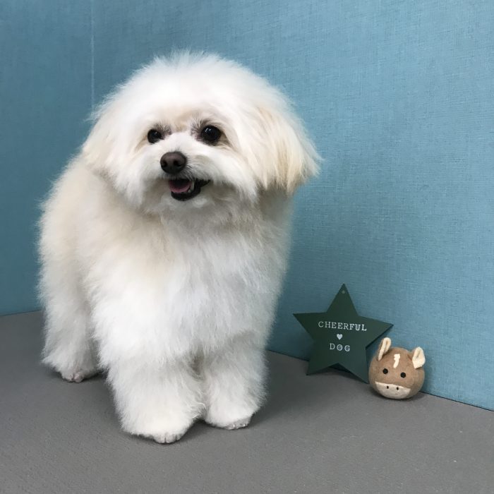 姫ちゃん（ミックス）