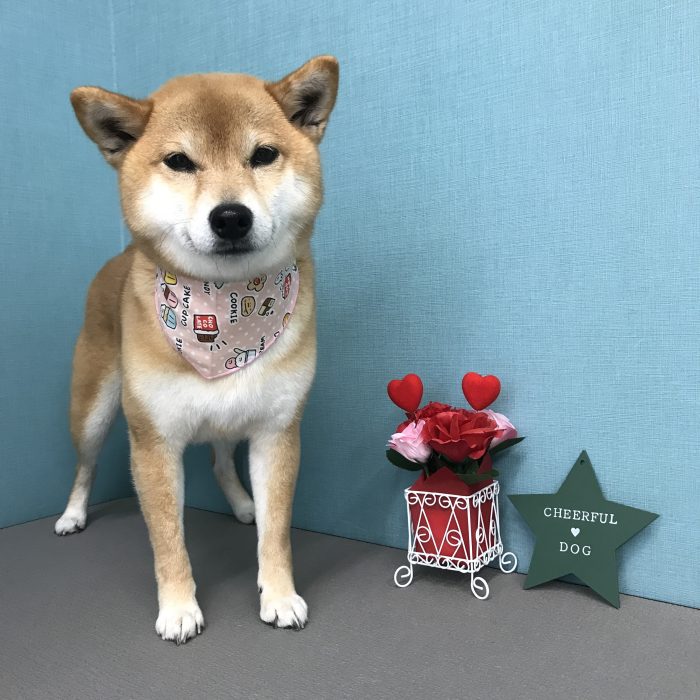 安田　むぎちゃん