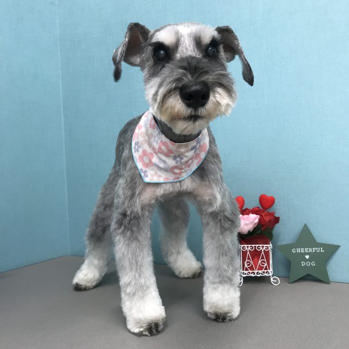 セナくん（シュナウザー）