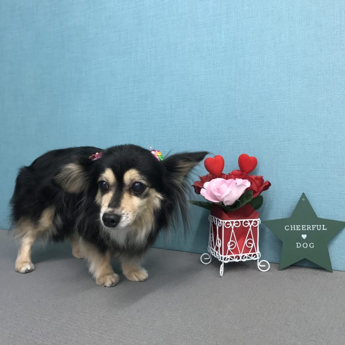 高島　モコちゃん