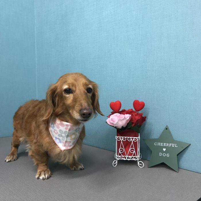 ラテちゃん（ダックス）