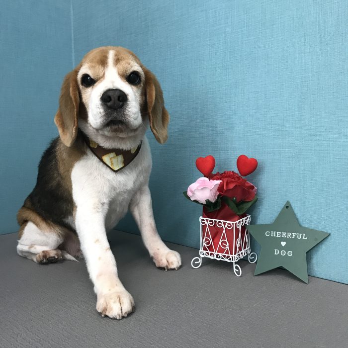 本　ショーンくん