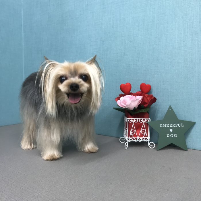 ちぃちゃん（ヨーキー）