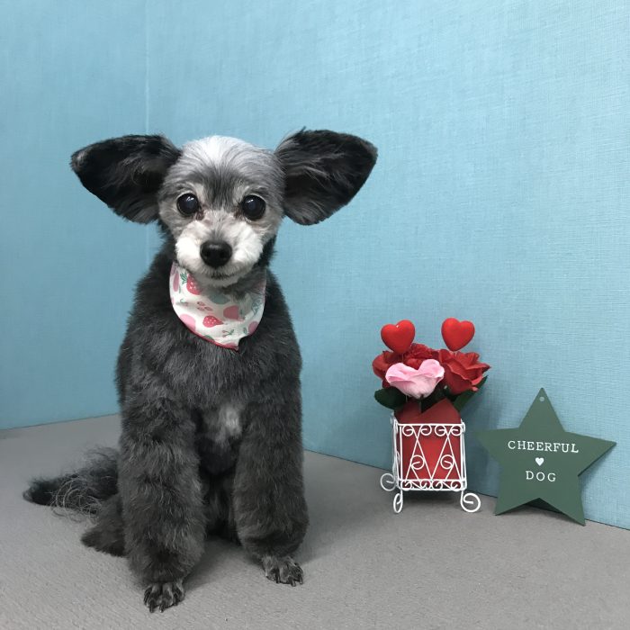 小鍛治　ハッピーちゃん