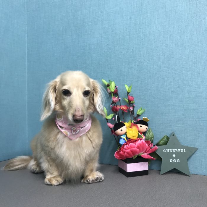 メイちゃん（ダックス）