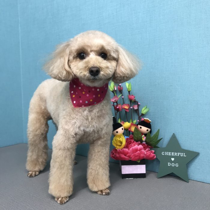 ももちゃん（トイプードル）