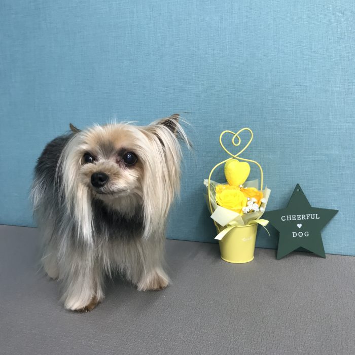 ちぃちゃん（ヨーキー）