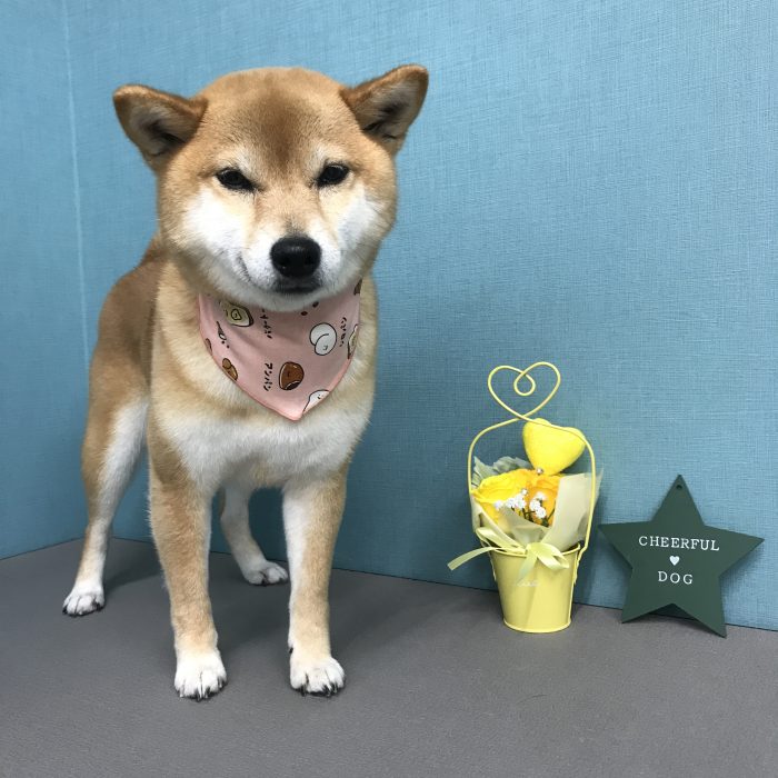 安田　むぎちゃん