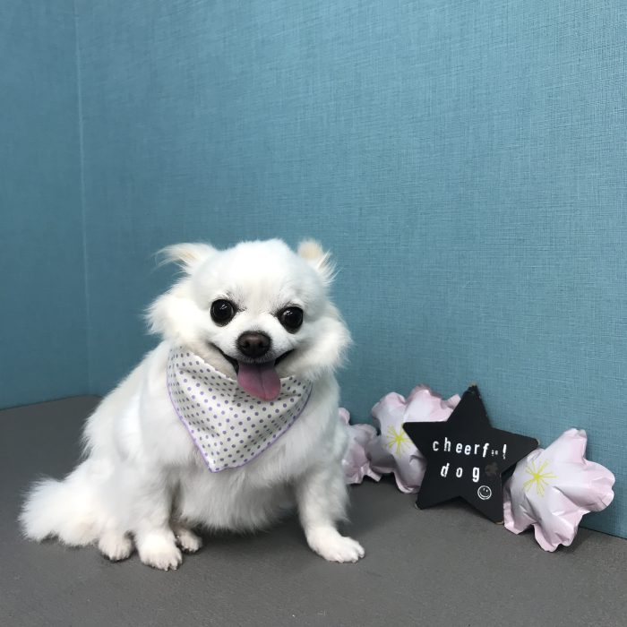 シューくん（チワワ）