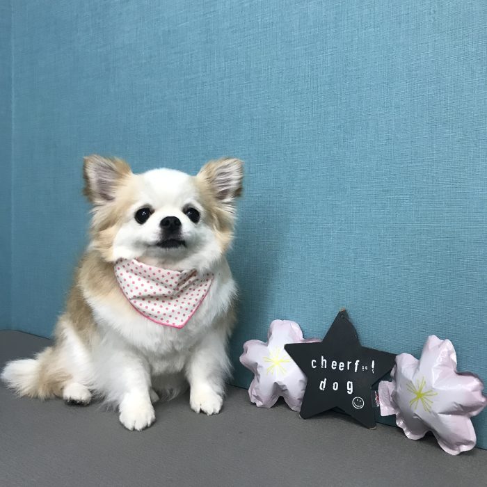 こころちゃん（チワワ）