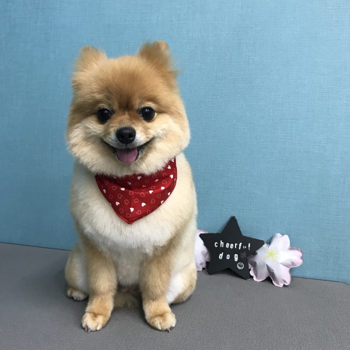 向出　こむぎちゃん