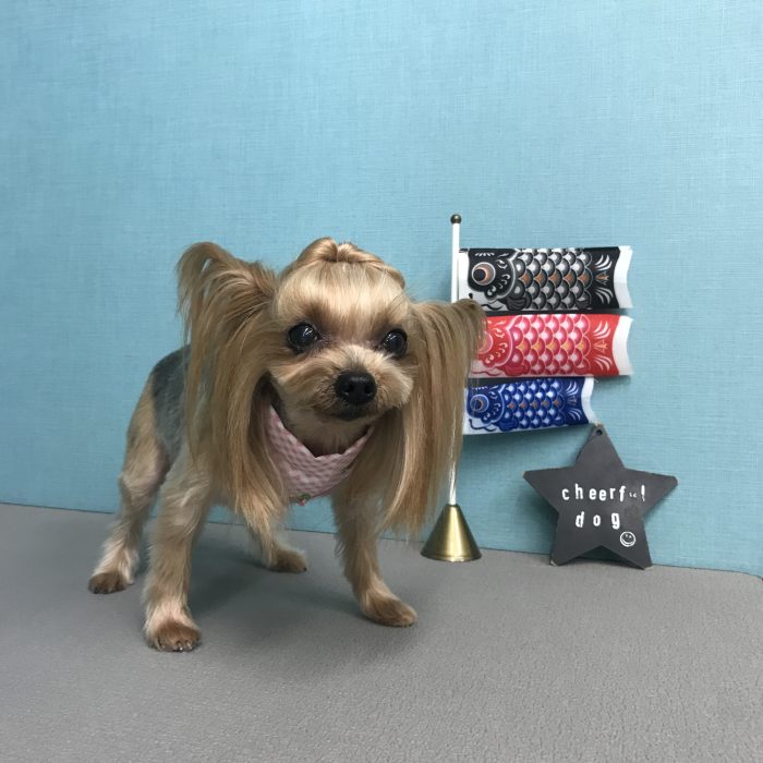 ここあちゃん（ヨーキー）
