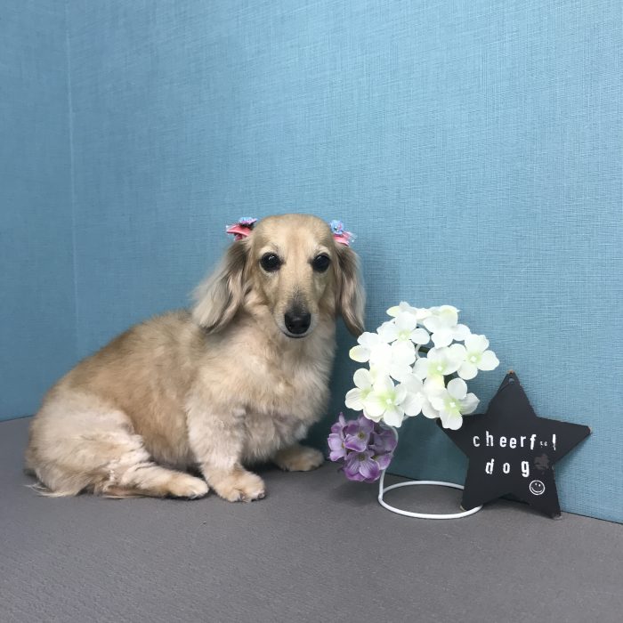鍋島　ニコちゃん