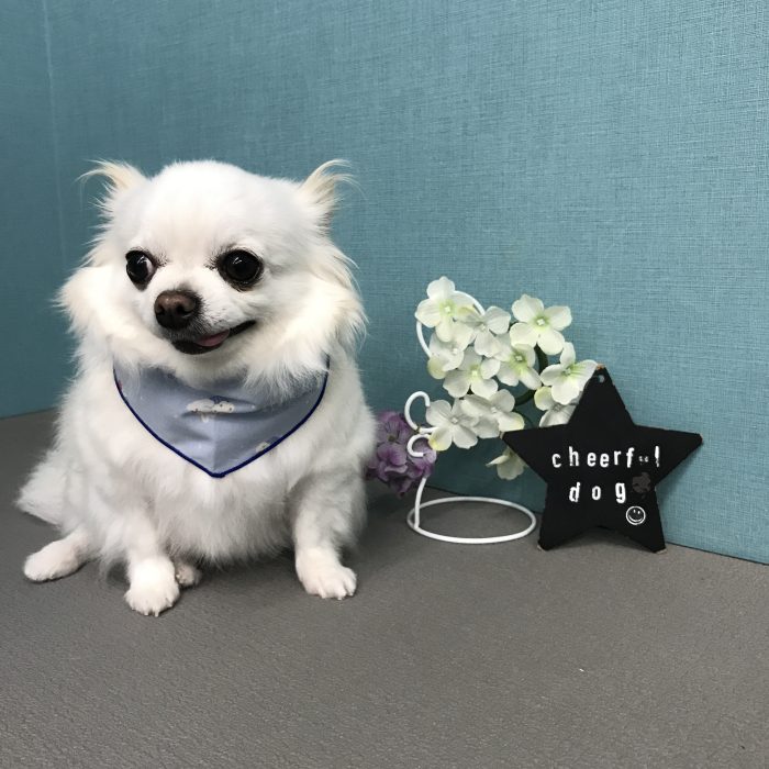 シューくん（チワワ）