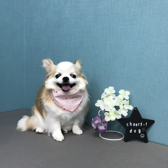 こころちゃん（チワワ）