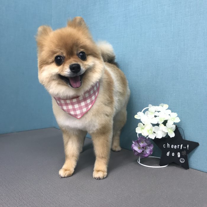 向出　こむぎちゃん