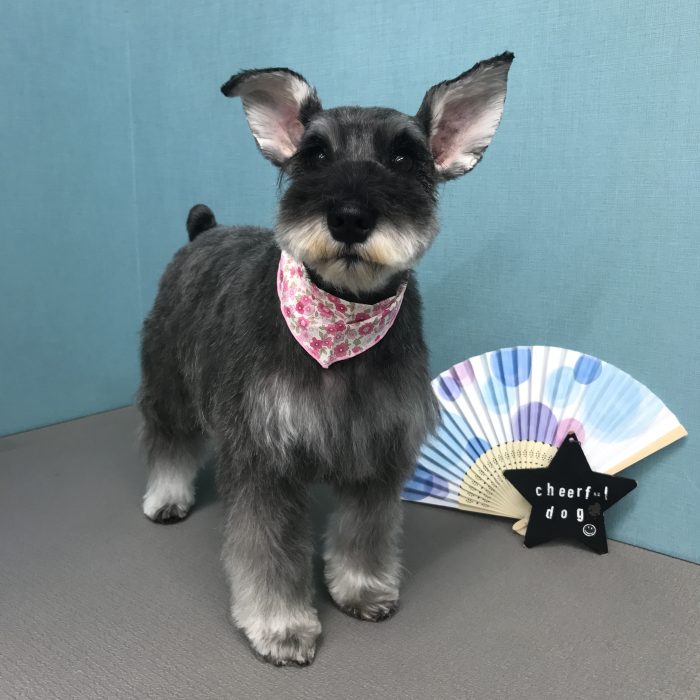 ＭＥＬちゃん（シュナウザー）