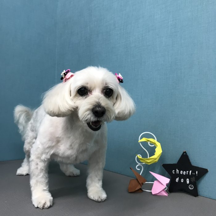 ふわりちゃん（マルプー）
