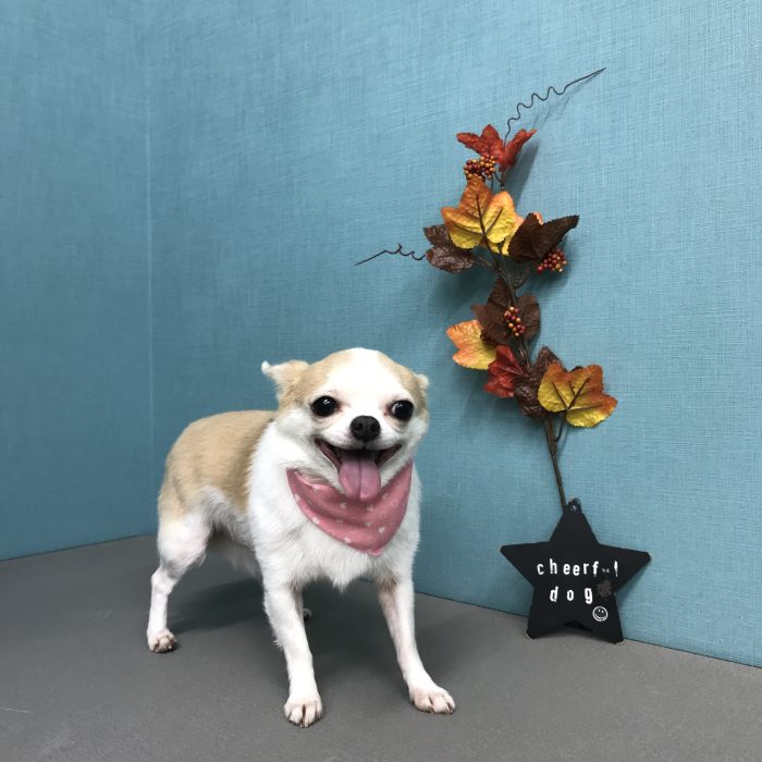 イザベラちゃん（チワワ）