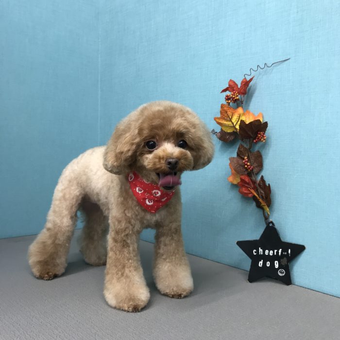 さくらちゃん（トイプードル）