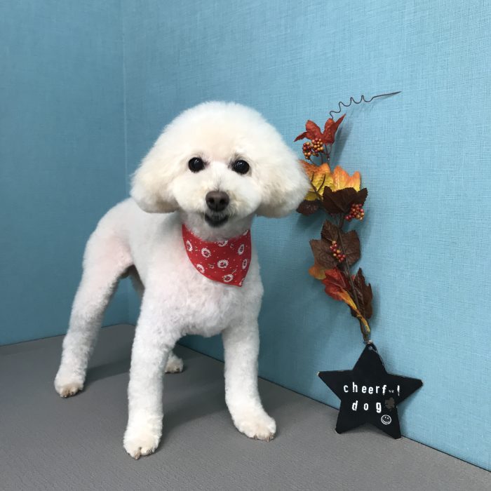 にこちゃん（トイプードル）