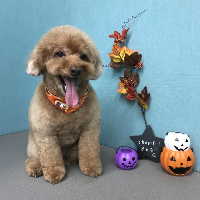 寺西　ここちゃん