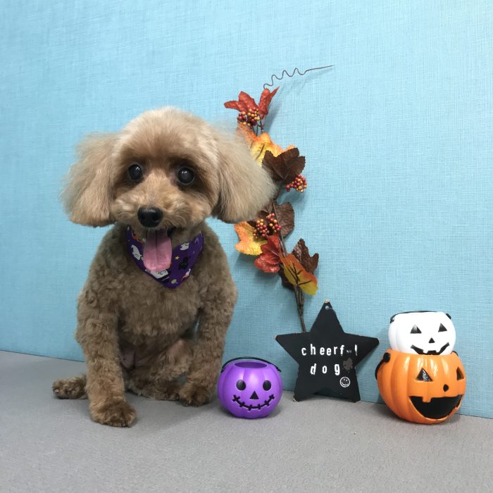 しょこらちゃん（トイプードル）