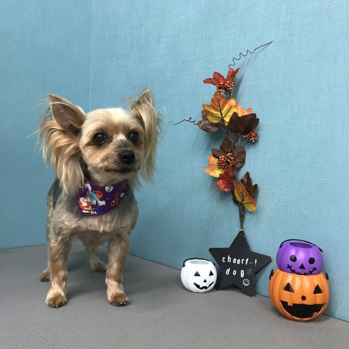 ちょこちゃん（ヨーキー）