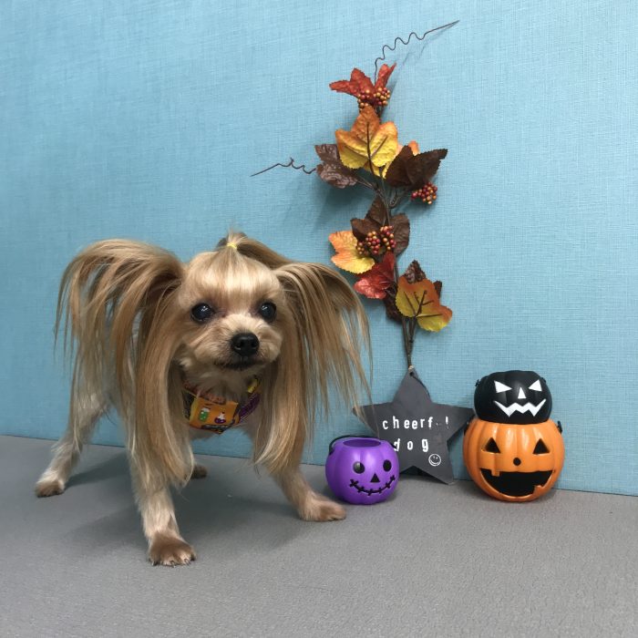 ここあちゃん（ヨーキー）