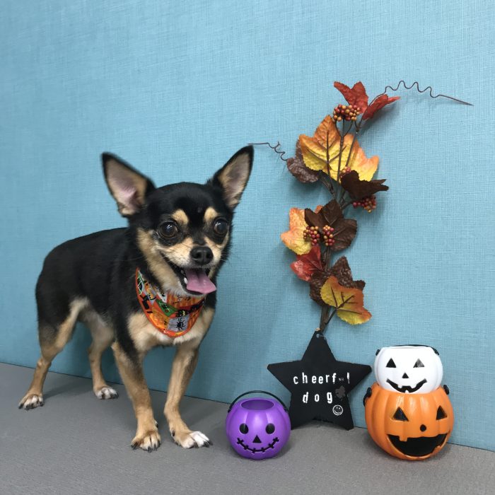 ロックくん（チワワ）