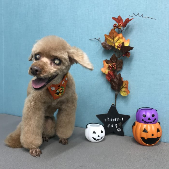 外蔵　ココちゃん