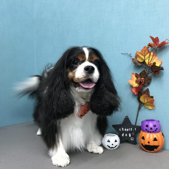 レオくん（キャバリア）