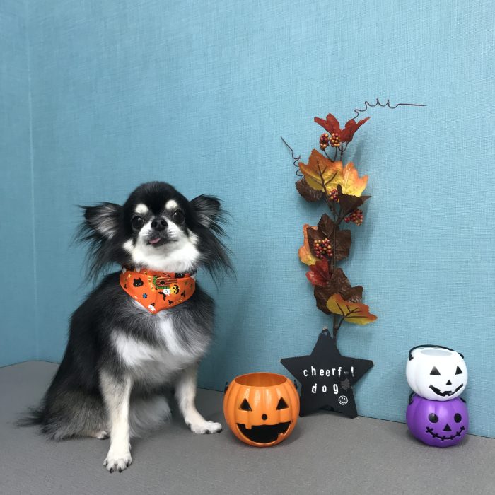 七星ちゃん（チワワ）