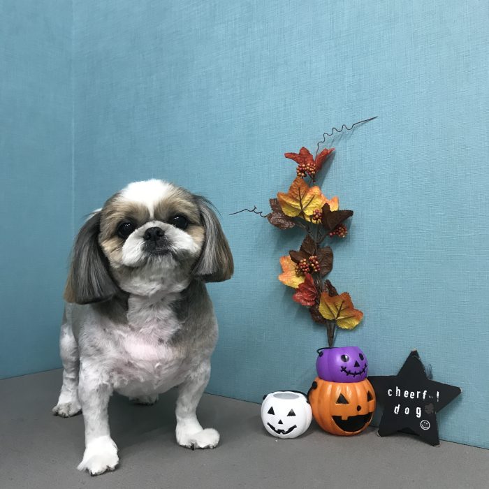 まやちゃん（シーズー）