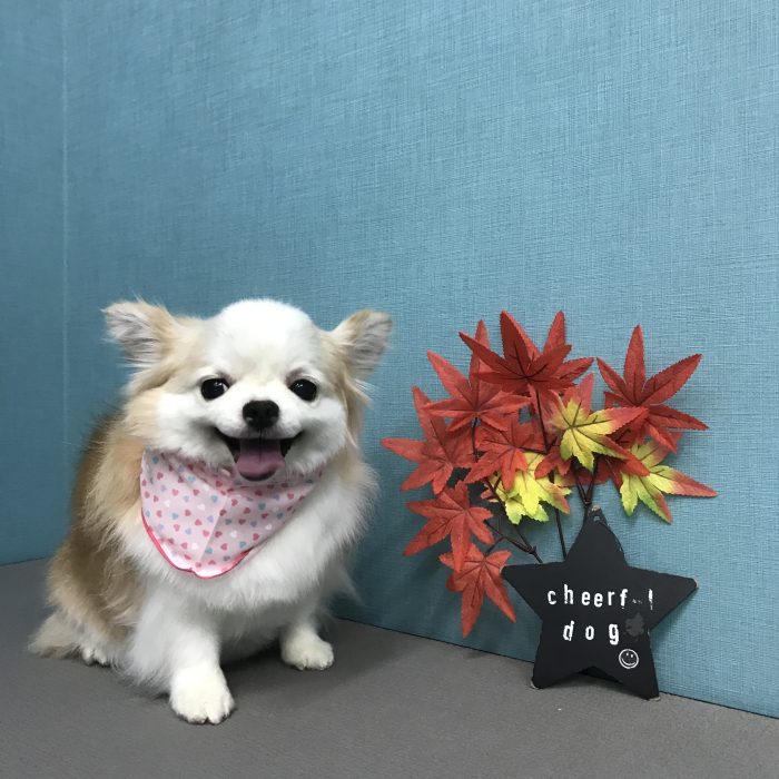 こころちゃん（チワワ）