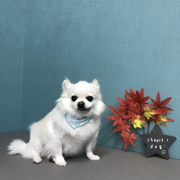 シューくん（チワワ）