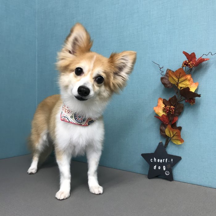 チコちゃん（ミックス）