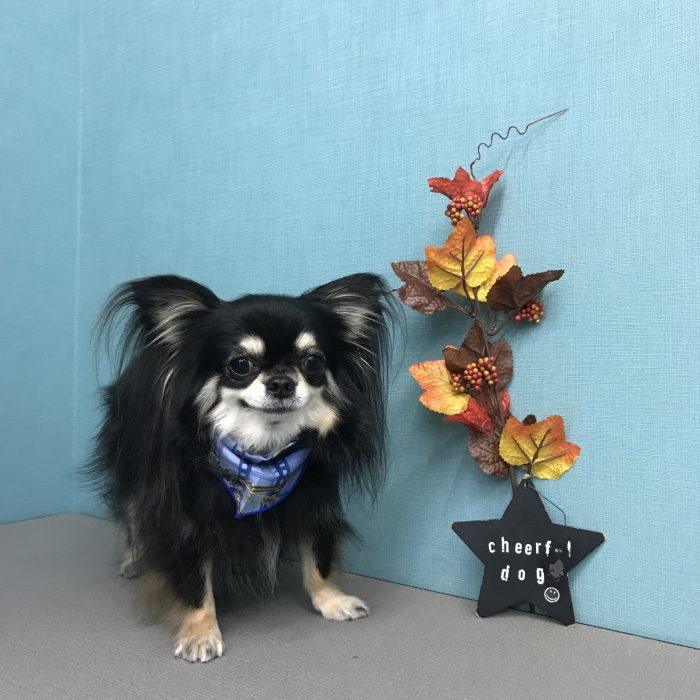 マロくん（チワワ）