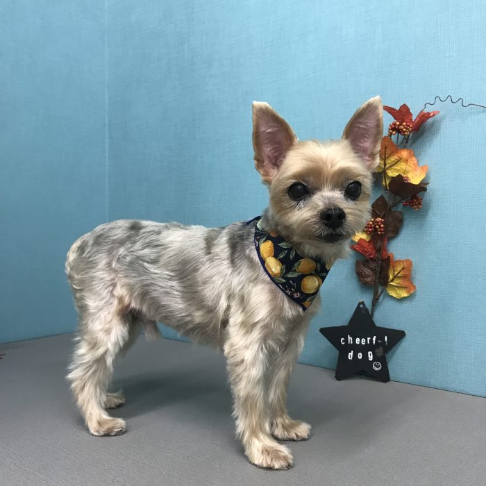 ｋｉｋｉくん（ヨーキー）