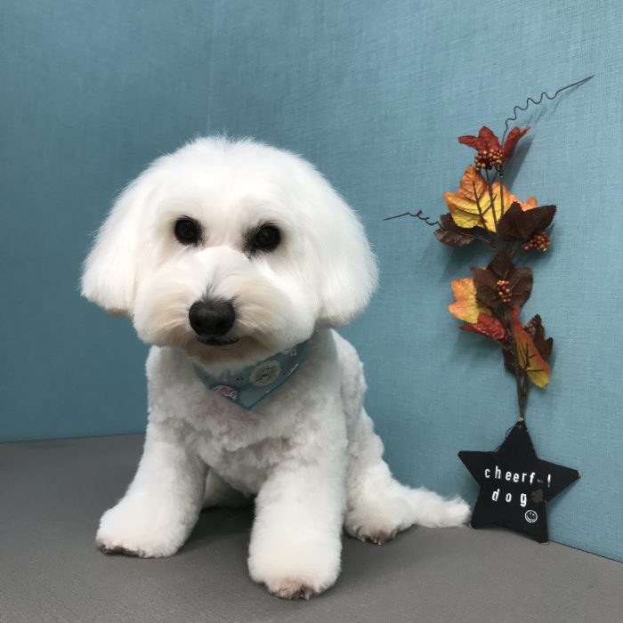 レオくん（ビション）