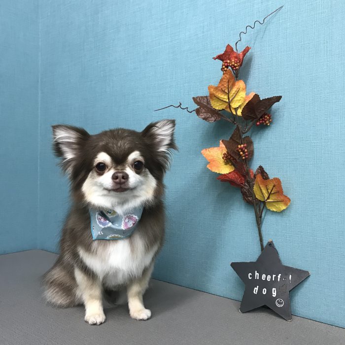 堀　コテツくん