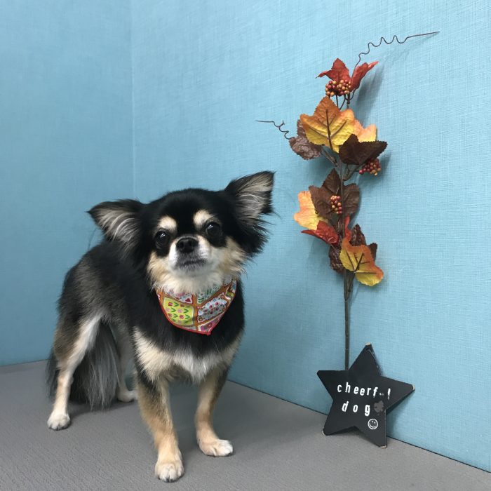 堀　ももちゃん