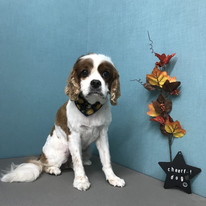 ミントくん（キャバリア）