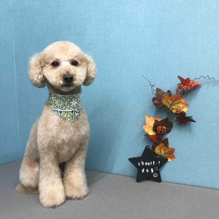 サスケくん（トイプードル）