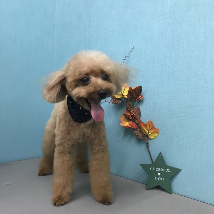 吉田　ことりくん