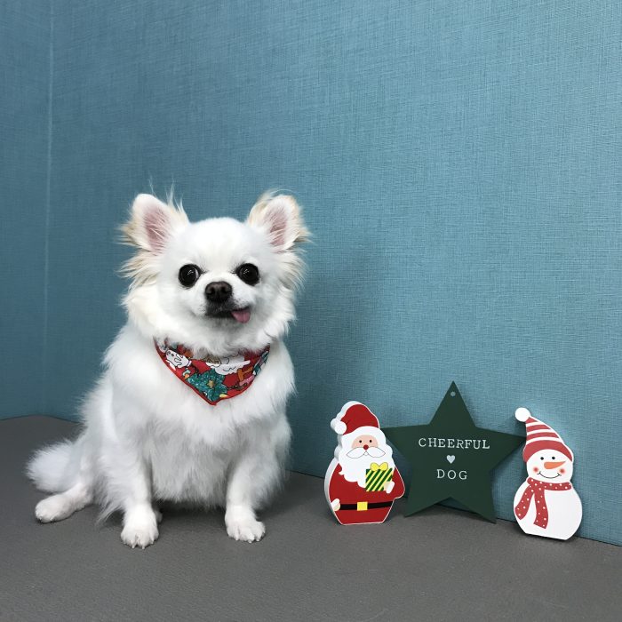 シューくん（チワワ）