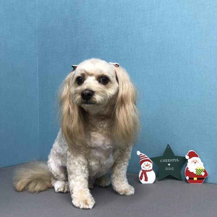 森　あずきくん