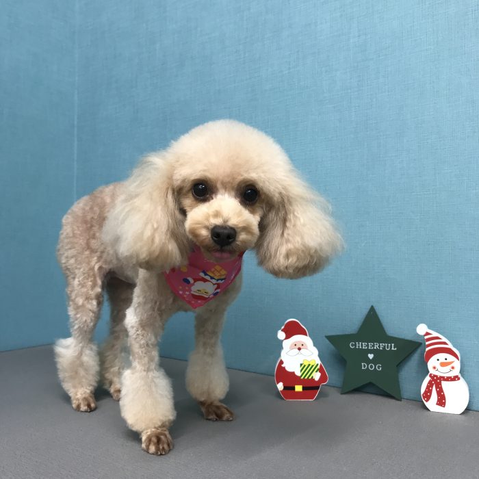 井上　マロンちゃん