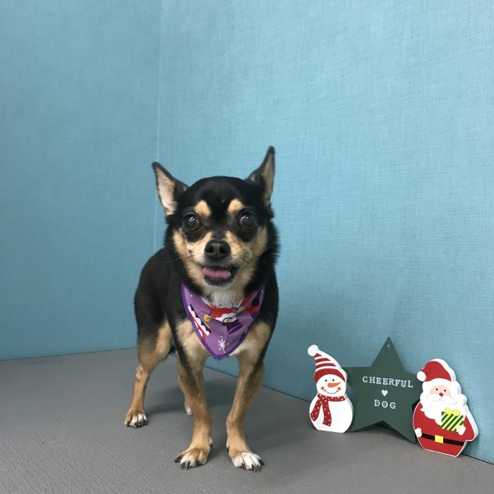 ロックくん（チワワ）